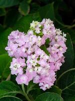 Close up Hydrengea flower. photo