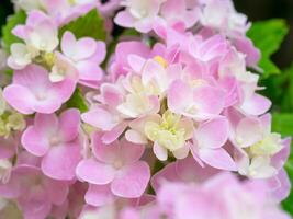 cerca arriba Hortensia flor. foto