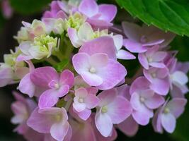 Close up Hydrengea flower. photo