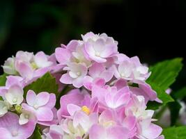 cerca arriba Hortensia flor. foto