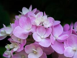 Close up Hydrengea flower. photo