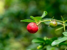 Fruit of Lime Berry on tree. photo