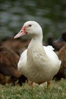 close up view of a white duck looking photo