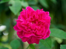 Dark pink of Damask Rose flower. photo
