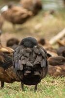 cerca arriba imagen de un Pato dormido foto