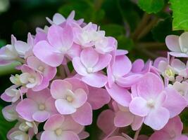 cerca arriba Hortensia flor. foto