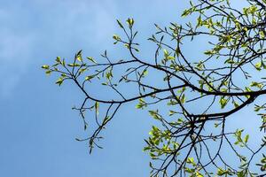 New leaves on branch photo