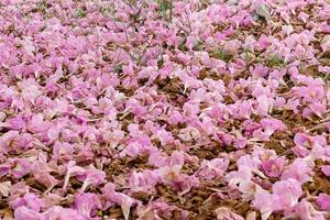 Pink trumpet tree photo