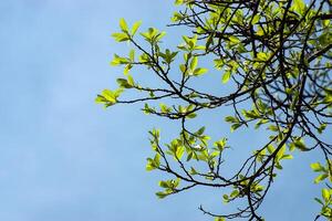 New leaves on branch photo