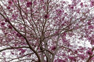 Pink trumpet tree photo