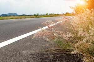 Flower grass on the road in countryside. photo