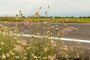 flor césped en el la carretera en campo. foto