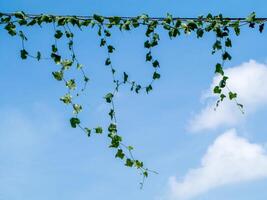 ivy gourd on the power line with blue sky photo