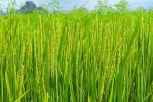 Rice plant in rice fields. photo