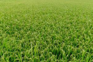 Rice plant in rice fields. photo