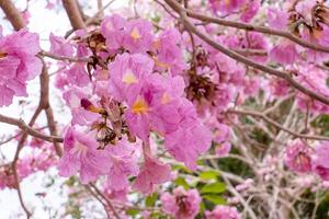 Pink trumpet tree photo