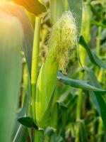 Close up of corn flower photo