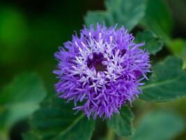 Brazil button flower photo