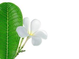 Close up of Frangipani flower photo