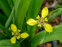 Close up of Neomarica longifolia flower. photo