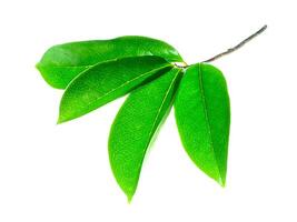 Soursop leaves on white background photo