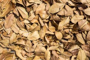 Dry leaves on the ground photo