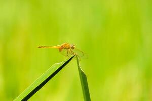 Dragonfly on grass leaves photo