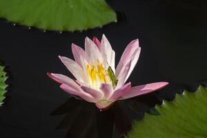 Close up of water lily flower. photo