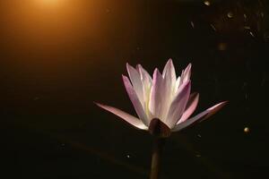 Close up of water lily flower. photo