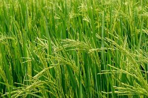 Flower of rice and green leaf. photo