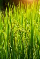 Flower of rice and green leaf. photo