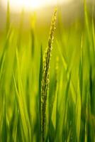 Flower of rice and green leaf. photo