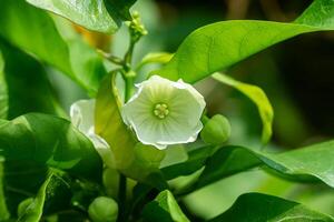 Close up of Vallaris solanacea flower. photo