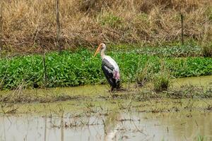 Painted Stork bird in the wedland. photo