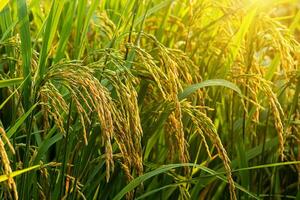 Flower of rice and green leaf. photo