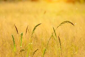 Flower grass with sunset sky photo