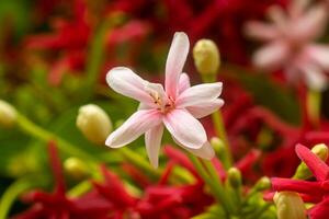 Close up of Rangoon Creeper flower. photo