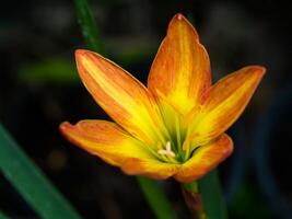 hermosa lluvia lirio flor foto