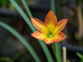 Beautiful rain lily flower photo