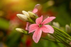 Close up of Rangoon Creeper flower. photo