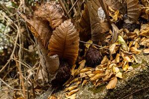 seco hojas de hoja de roble helecho planta. foto