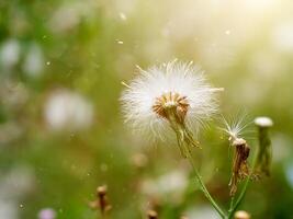 Seeds of Red grass or Giant reed. photo