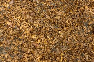 Dried leaves on the floor photo