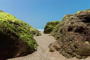 Green algae on rocks photo