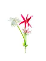 Close up of Rangoon Creeper flower. photo