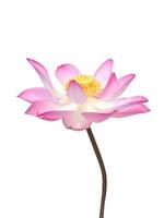 Close up pink lotus flower. photo