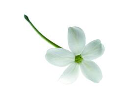 Close up of Rangoon Creeper flower. photo