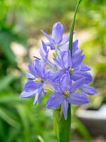 Close up violet flower. photo