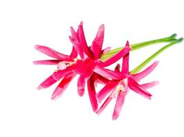 Close up of Rangoon Creeper flower. photo