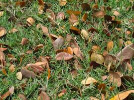 Dry Leaves fall on the ground. photo